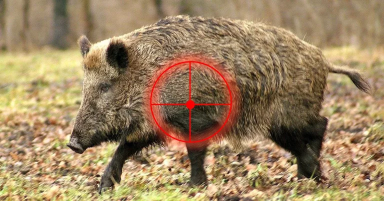 Thüringen Training für Drück- und Treibjagd: Schießnachweis 2023