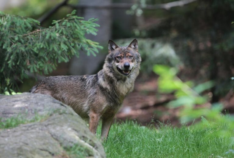 niedrigeren Schutzstatus des Wolfs