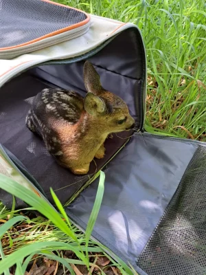 Rehkitz in Tasche-geborgen 2024