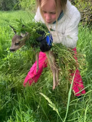kitzrettung in thüringen, kleines Mädchen mit Rehkitz
